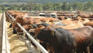 Whole Cow (All Parts Inclusive) | Approx. 136kg