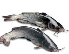 kote Fish 1Kg