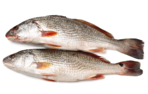 Croaker Fish 1Kg