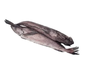Hake Fish