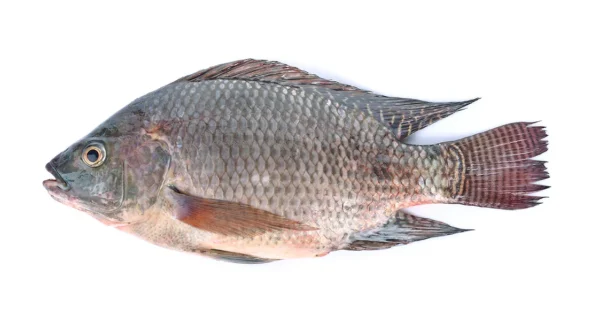 Tilapia 1kg